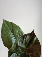 Load image into Gallery viewer, Alocasia Wentii | New Guinea Shield