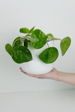 Load image into Gallery viewer, Pilea Mojito