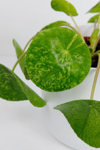 Load image into Gallery viewer, Pilea Mojito