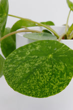 Load image into Gallery viewer, Pilea Mojito
