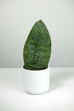 Load image into Gallery viewer, Sansevieria Victoria | Whale Fin Snake Plant