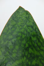 Load image into Gallery viewer, Sansevieria Victoria | Whale Fin Snake Plant