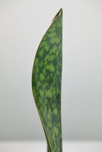 Load image into Gallery viewer, Sansevieria Victoria | Whale Fin Snake Plant