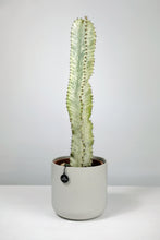 Load image into Gallery viewer, Medium Euphorbia Ammak 'Variegata' | Medium Variegated Candelarbra