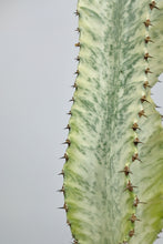 Load image into Gallery viewer, Medium Euphorbia Ammak 'Variegata' | Medium Variegated Candelarbra