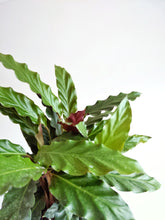 Load image into Gallery viewer, Calathea Rufibarba 'Tropistar' | Furry Feather
