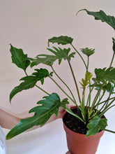 Load image into Gallery viewer, Philodendron ‘Xanadu’ | Split Leaf Philodendron