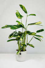 Load image into Gallery viewer, Ctenanthe Lubbersiana | Never Never Golden Mosaic Plant