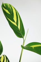 Load image into Gallery viewer, Ctenanthe Lubbersiana | Never Never Golden Mosaic Plant