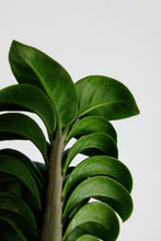 Load image into Gallery viewer, Zamioculcas zamiifolia Zenzi | ZZ Zenzi