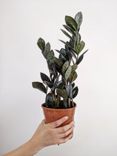 Load image into Gallery viewer, Zamioculcas Zamiifolia 'Raven' | ZZ Plant