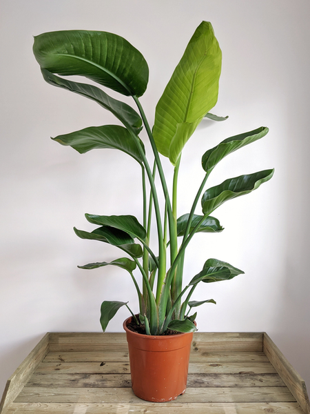 Bird of Paradise