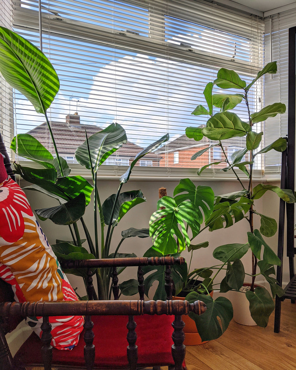 How do I pick the right indoor house plants? Jungle Houseplants
