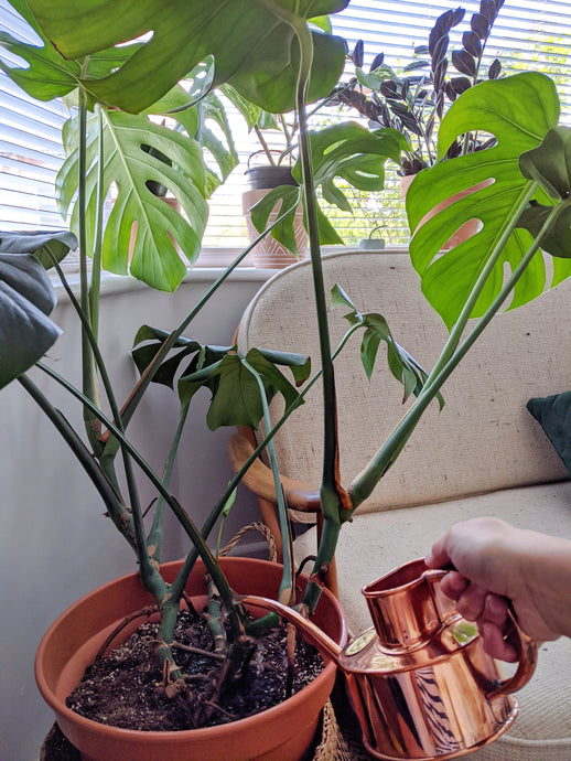 How much should I water my plants?
