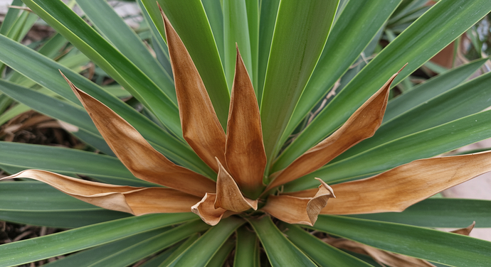 Why Are the Bottom Leaves of My Yucca Becoming Brown and Crispy?