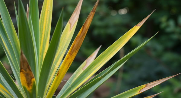 Why Are My Yucca Plant Leaves Turning Yellow or Brown?