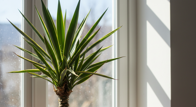 Does a Yucca Plant Need Direct Sunlight?