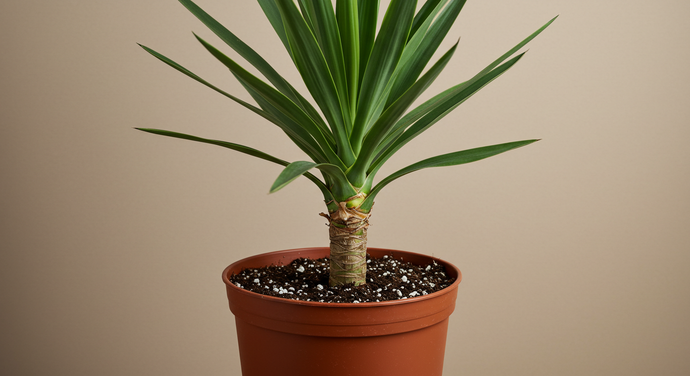 How Often Should I Water My Yucca Plant?