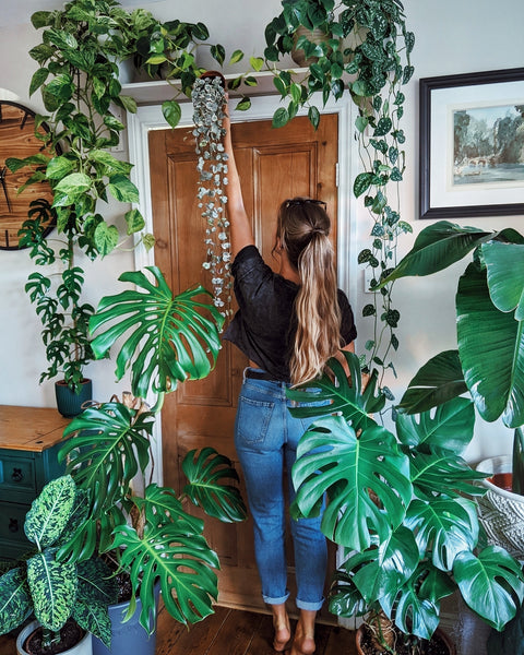 Plant Styling with Monstera Lovin' @JadesJunglegram
