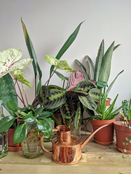 Common Plant Questions Answered