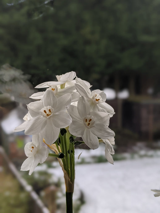 Top Three Winter Plant Care Tips