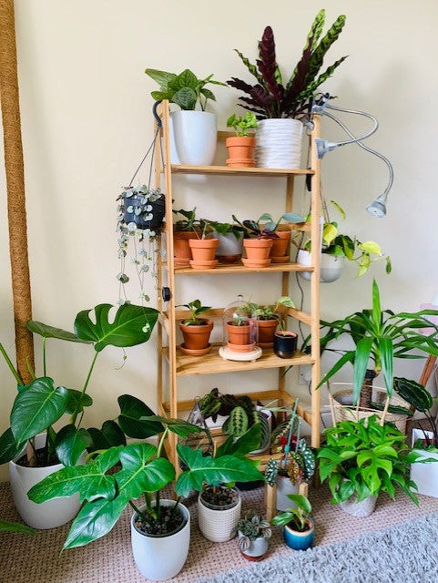 Plants as a Healer with @terrarihomes