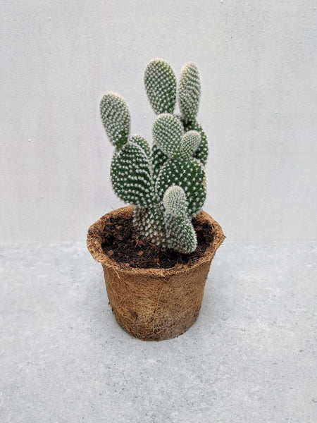 Bunny Ear Cactus