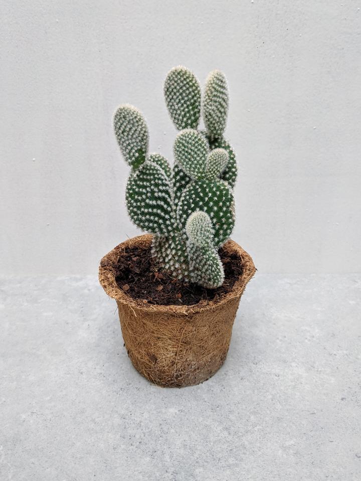 ear cactus Opuntia microdasys var. albospina 'White Bunny Ears'  DesertScapeSucculent