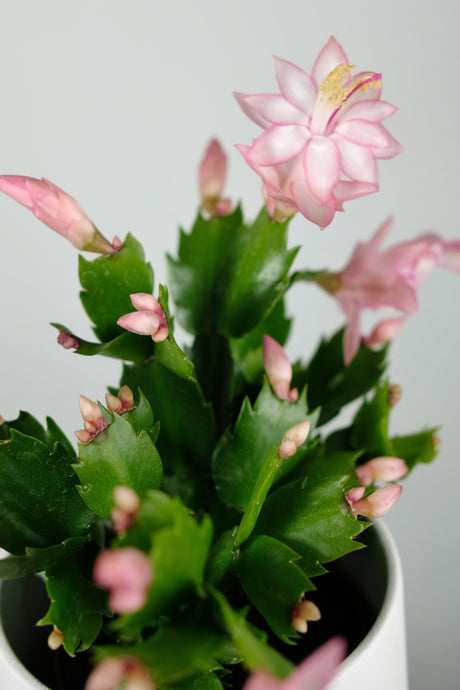 How to Care for a Christmas Cactus: The Complete Guide for Happy, Blooming Plants