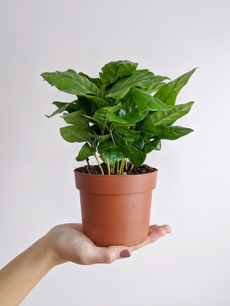 Coffee Plant