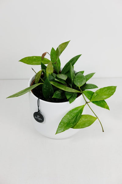 Hoya Carnosa