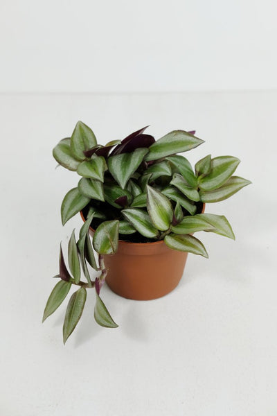 Tradescantia