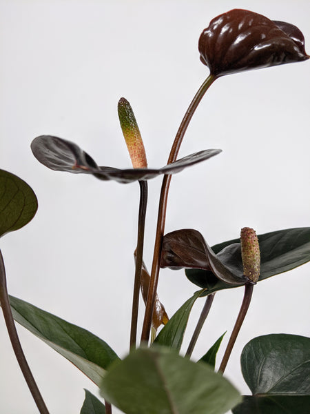 Anthurium