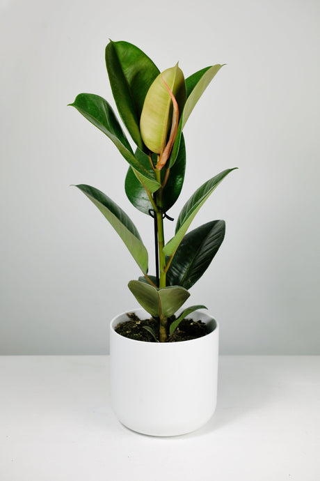 Why Are the Leaves Falling Off My Rubber Plant?