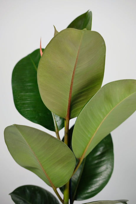 Why Are the Leaves on My Rubber Plant Sticky?