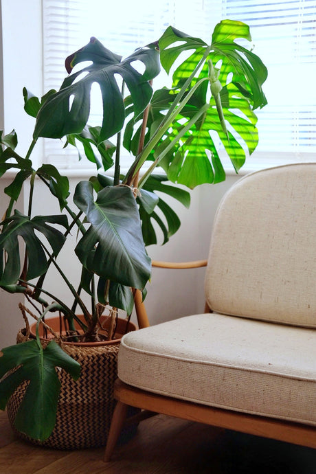 How do I repot my Monstera Deliciosa?