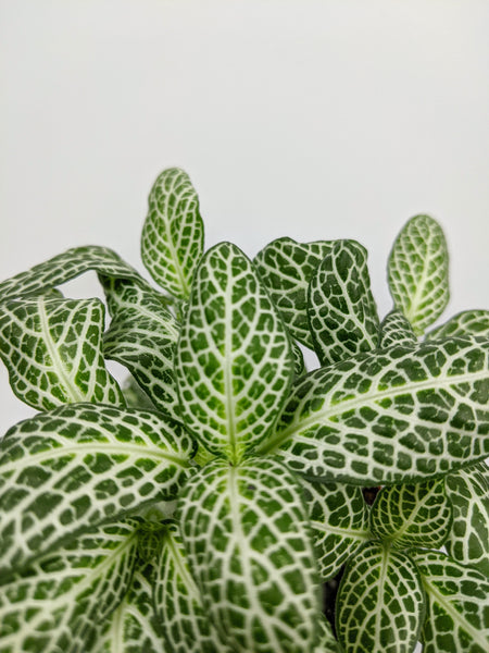 Fittonia