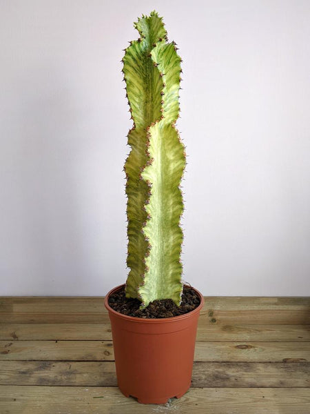 Variegated Candelarbra