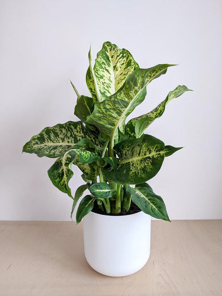 Dumb Cane