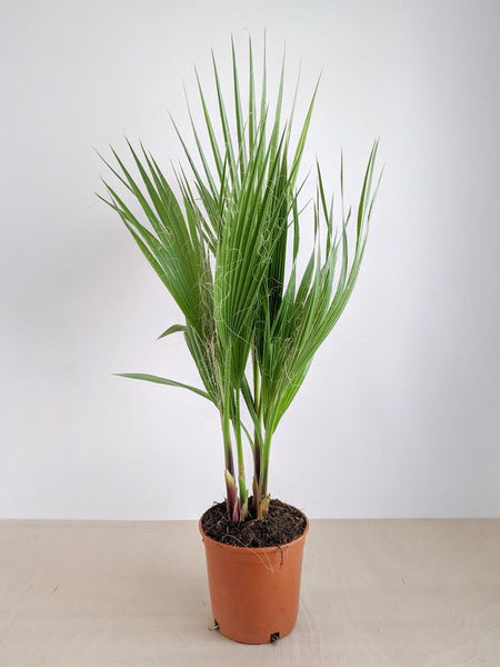 Mexican Fan Palm