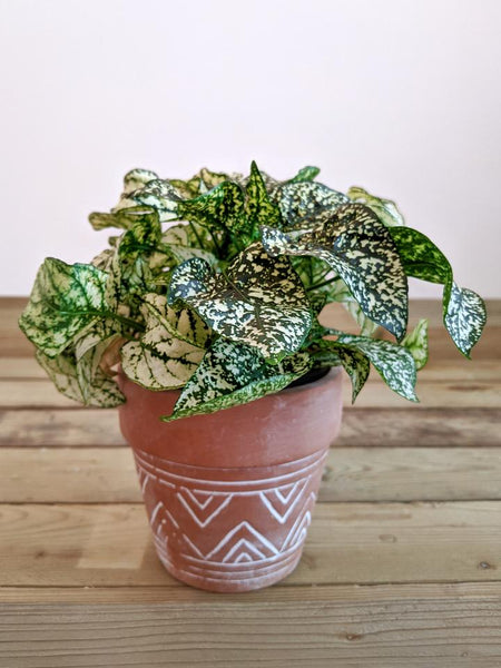 Polka Dot Plant