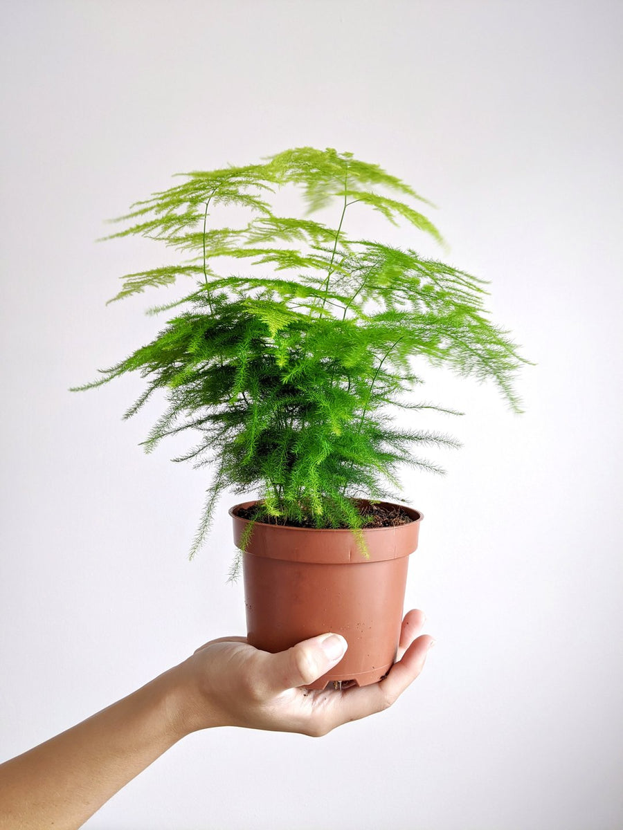 Lace Fern | How to care for your Jungle Houseplant – Jungle Houseplants