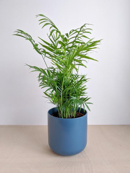 Parlour Palm