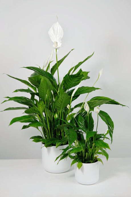 Should I Cut Off Spent Flowers from My Peace Lily?