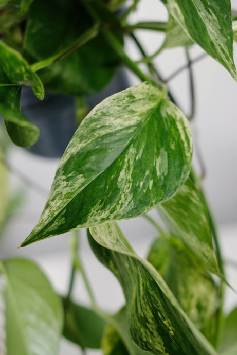 Does My Pothos Need Direct Sunlight?