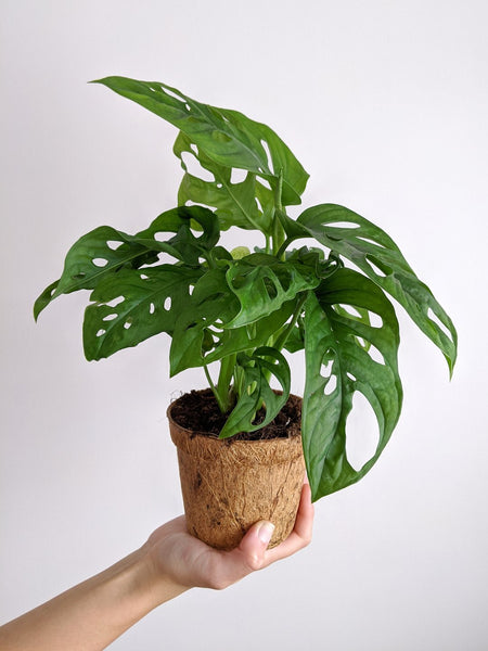Swiss Cheese Vine