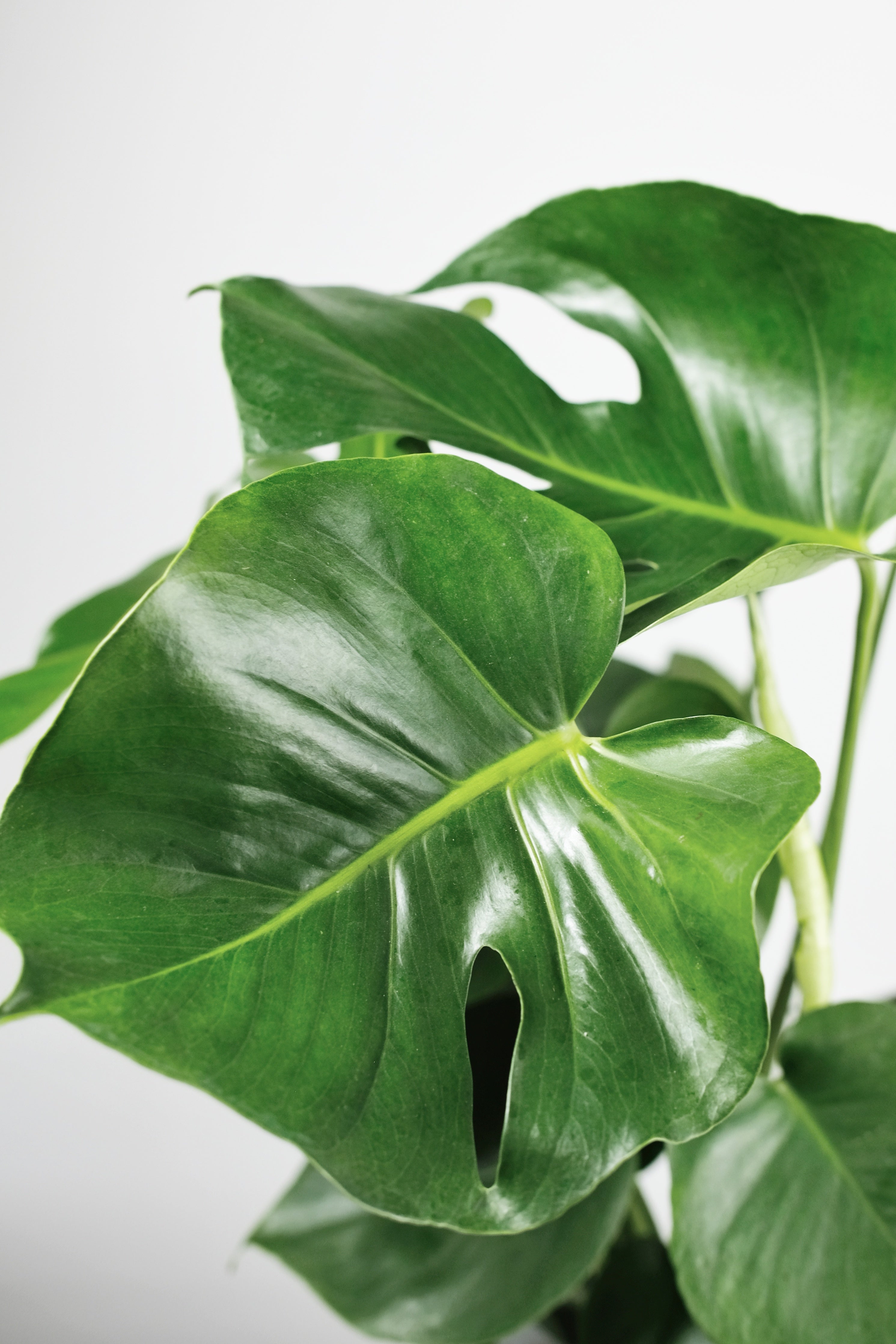 Why are My Monstera Leaves Not Splitting? Tips to Encourage Fenestrati   Jungle Houseplants