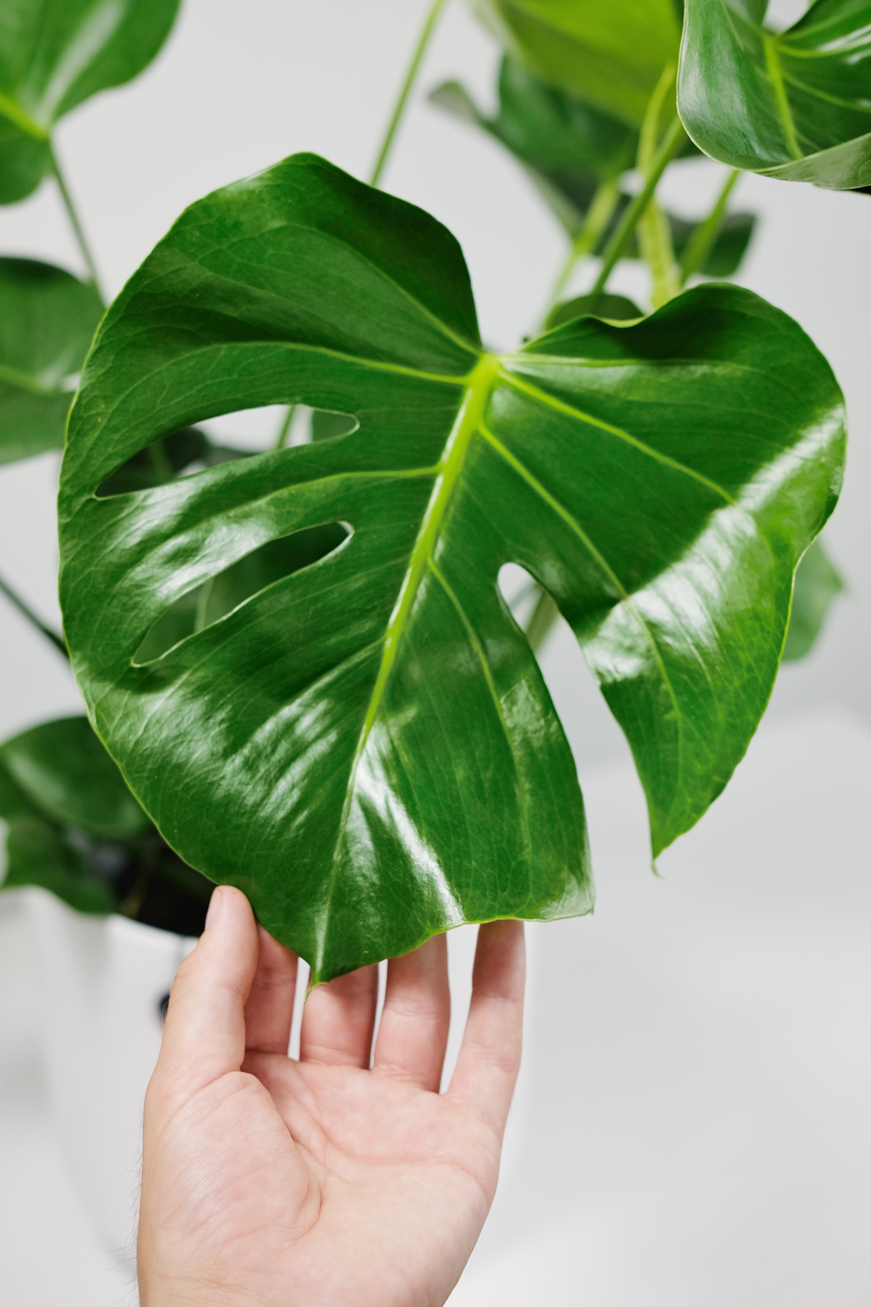 philodendron white splash Philodendron hederaceum 'Cream Splash' main image 1