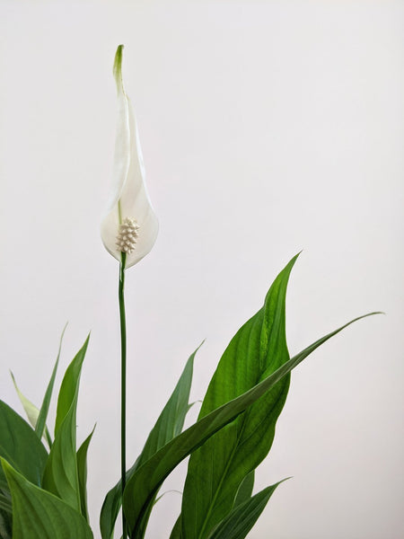 Peace Lily