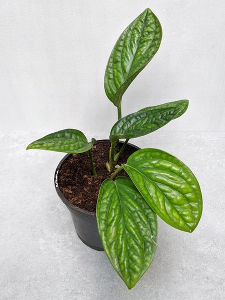 Monstera Peru